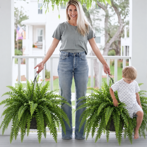💛 Glowing Boston Ferns with Lights – 🌿 Zero Watering, Zero Maintenance