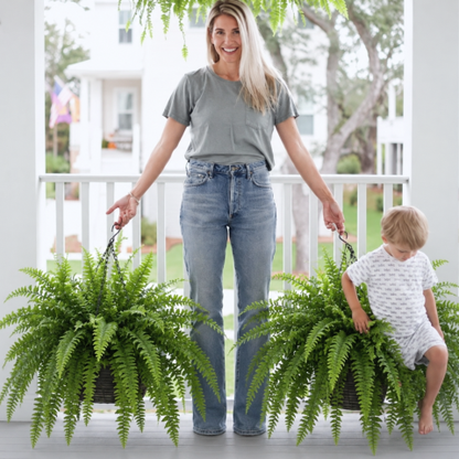 💛 Glowing Boston Ferns with Lights – 🌿 Zero Watering, Zero Maintenance