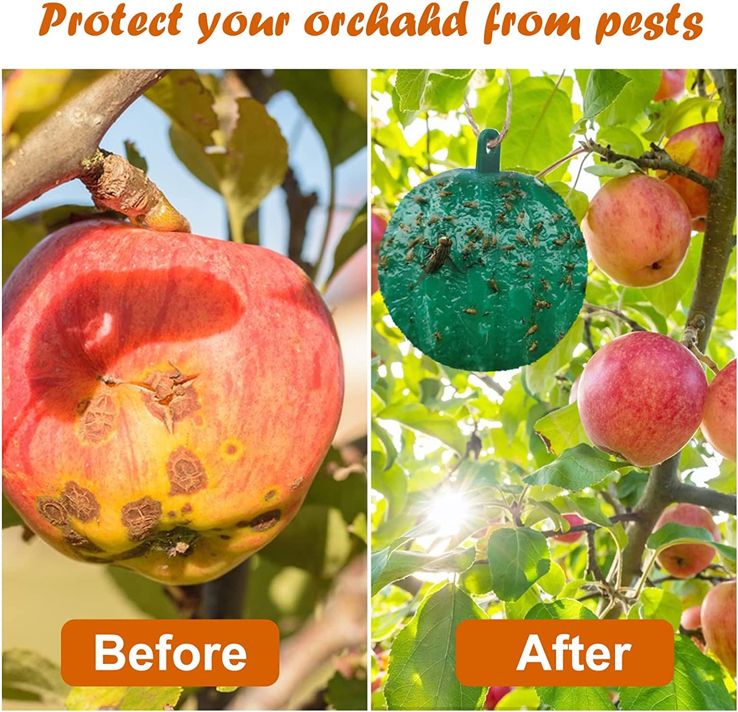 Hanging Sticky Fruit Fly Traps, Eco-Friendly
