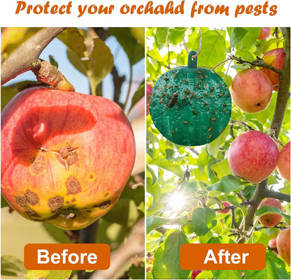 Hanging Sticky Fruit Fly Traps, Eco-Friendly