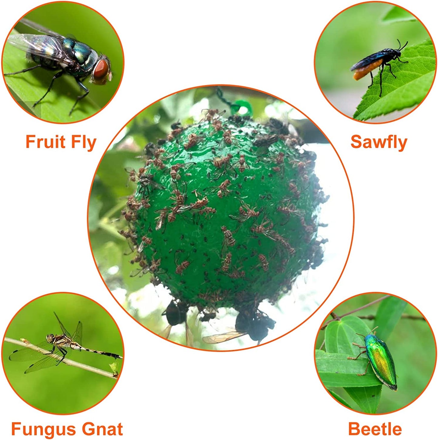 Hanging Sticky Fruit Fly Traps, Eco-Friendly