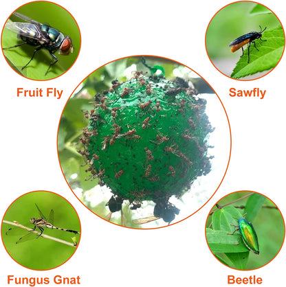 Hanging Sticky Fruit Fly Traps, Eco-Friendly