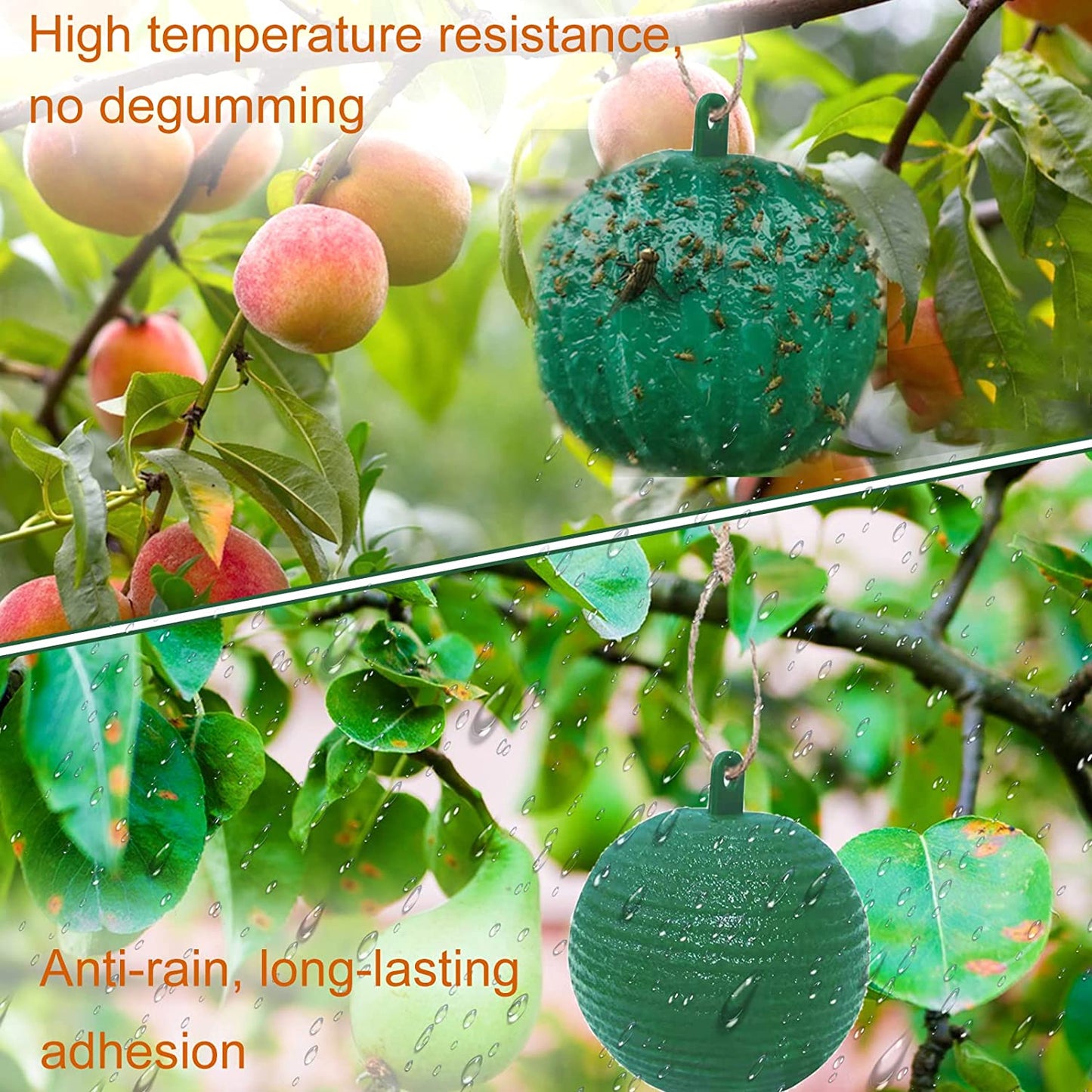 Hanging Sticky Fruit Fly Traps, Eco-Friendly