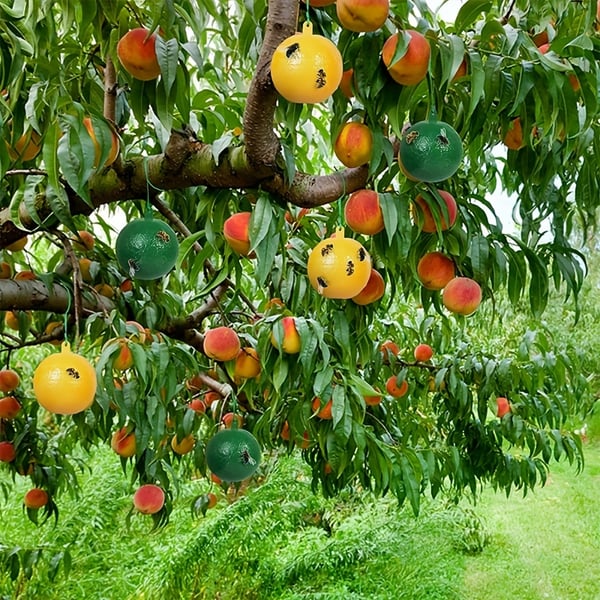 Hanging Sticky Fruit Fly Traps, Eco-Friendly