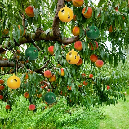 Hanging Sticky Fruit Fly Traps, Eco-Friendly